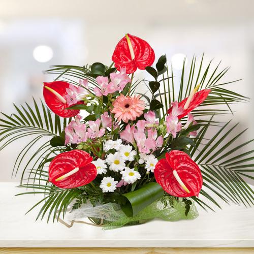images Amravati Flowers avani nursery plant and flowers