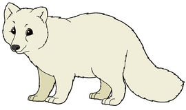 photo Arctic Fox Clipart clipart library