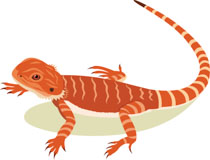 images Bearded Dragon Clipart bearded dragon lizard clipart