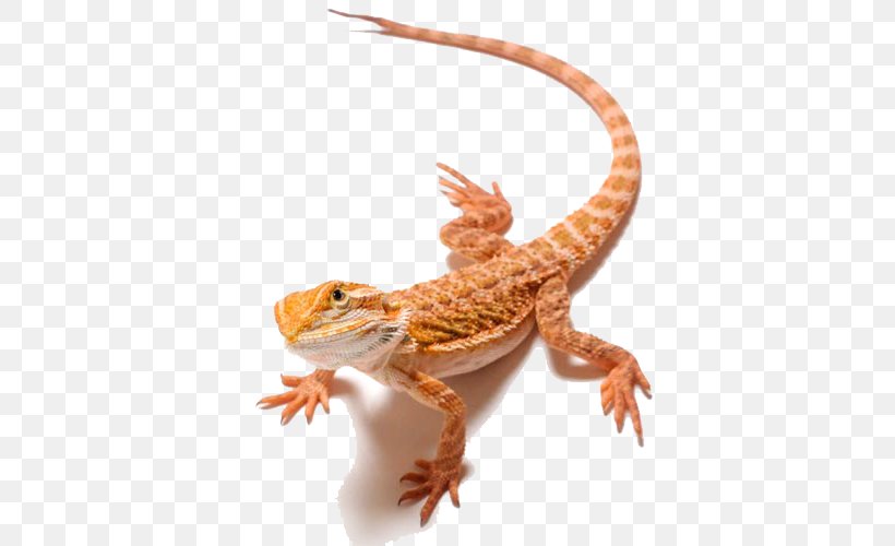 picture Bearded Dragon Clipart https www dreamstime com stock illustration kung fu bearded dragon pogona vitticeps image98346798
