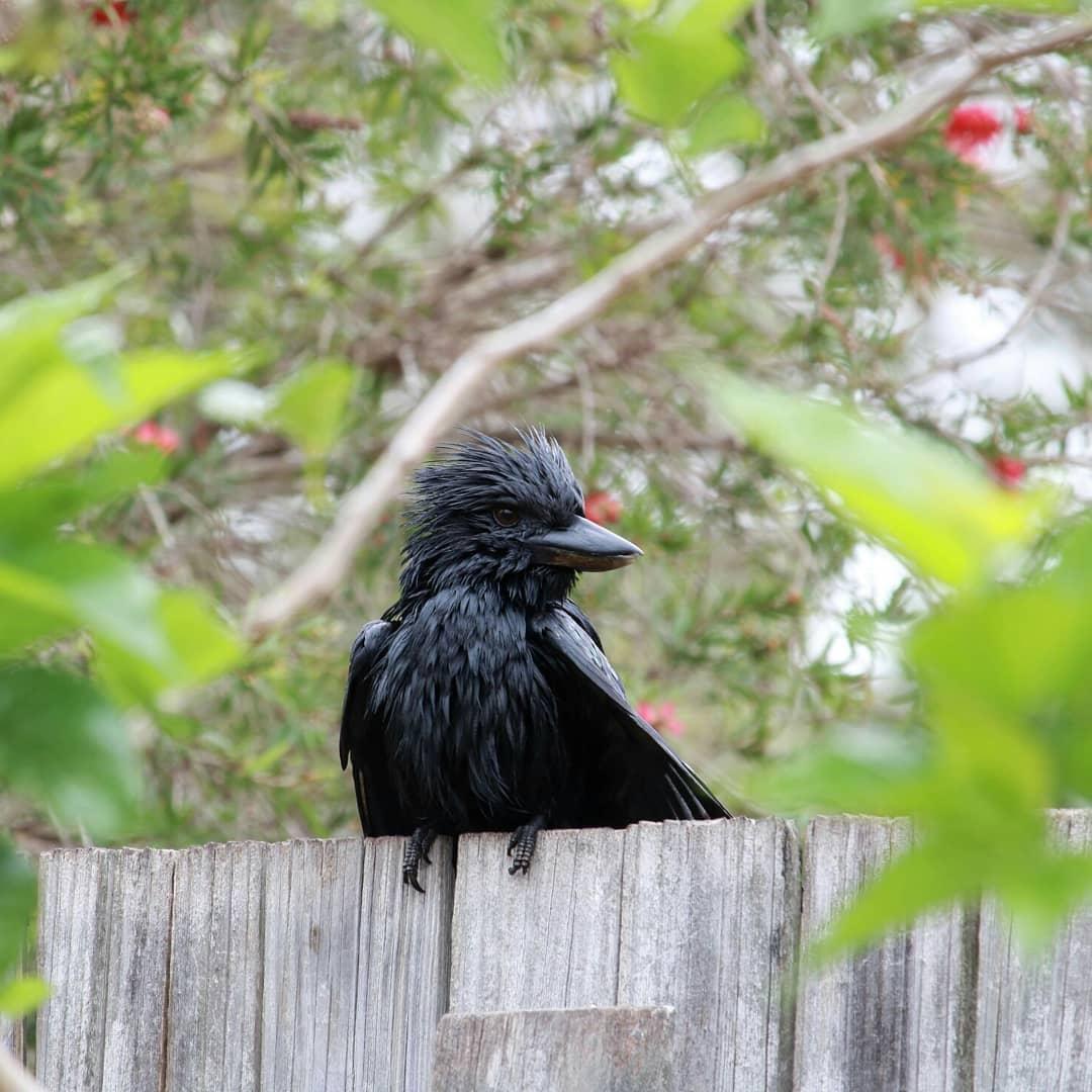 pic Black Kookaburra Bird daily mail