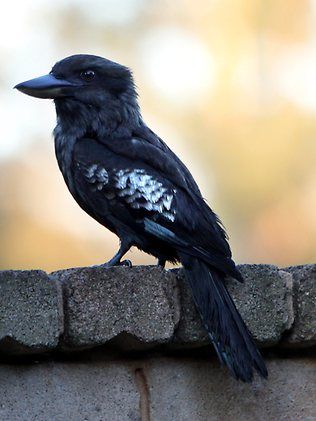 pix Black Kookaburra Bird rare black kookaburra spotted in