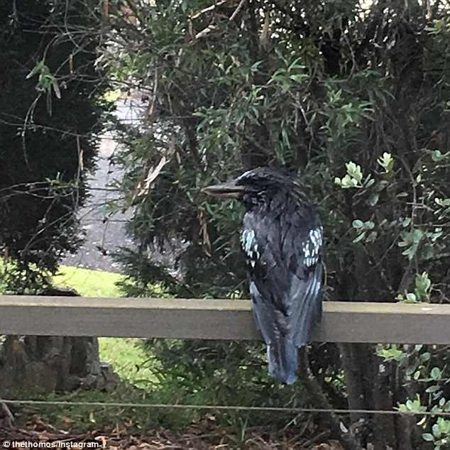 images Black Kookaburra Bird https www dailymail co uk news article 5821081 rare black kookaburra spotted mans backyard time decades html