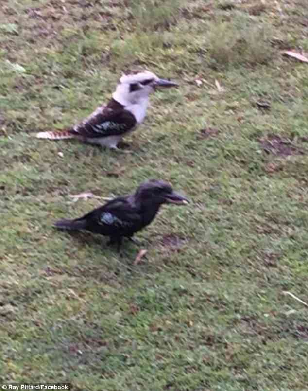 pic Black Kookaburra Bird black kookaburra spotted in australia