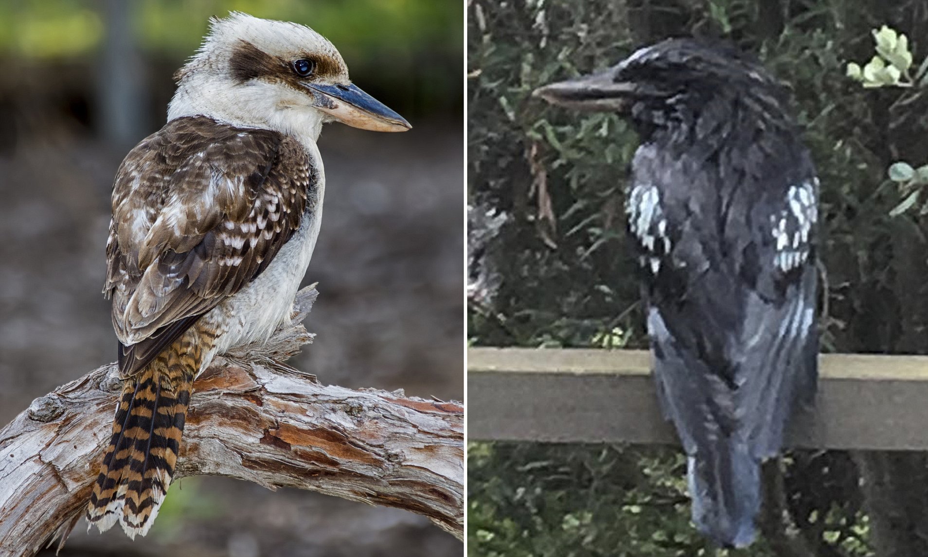 images Black Kookaburra Bird rare black kookaburras spotted in