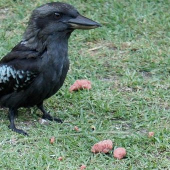 photo Black Kookaburra Bird a black kookaburra natureismetal