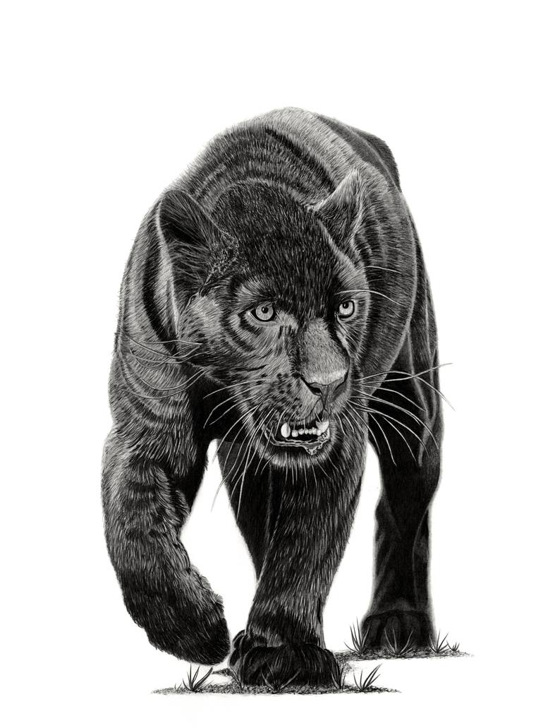 pics Black Panther Animal Drawing Images panther tattoo black panther drawing