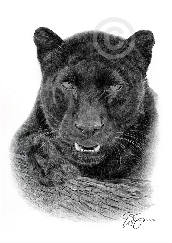 wallpapers Black Panther Animal Drawing Images https www shutterstock com image vector running black line leopard on white 725512756