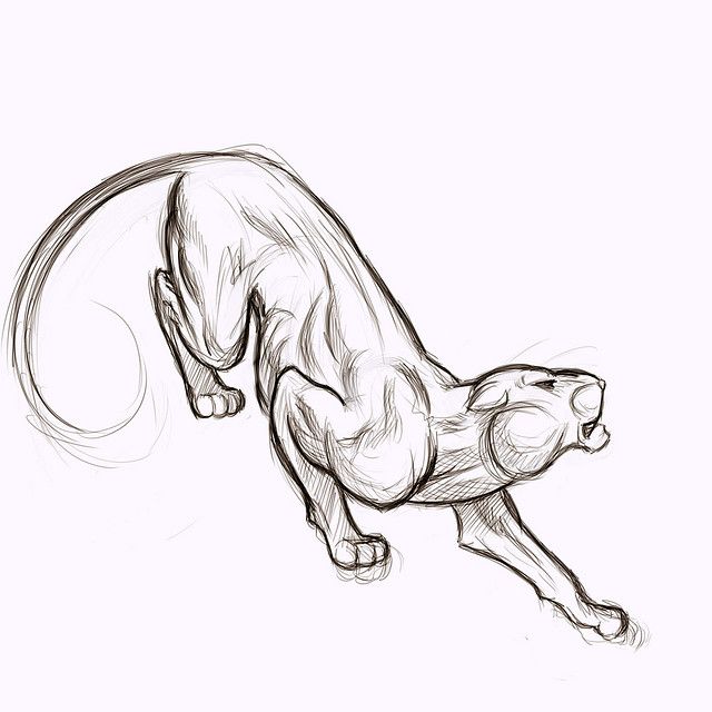 images Black Panther Animal Drawing Images https www shutterstock com image vector head black panthers profile looking into 598954607