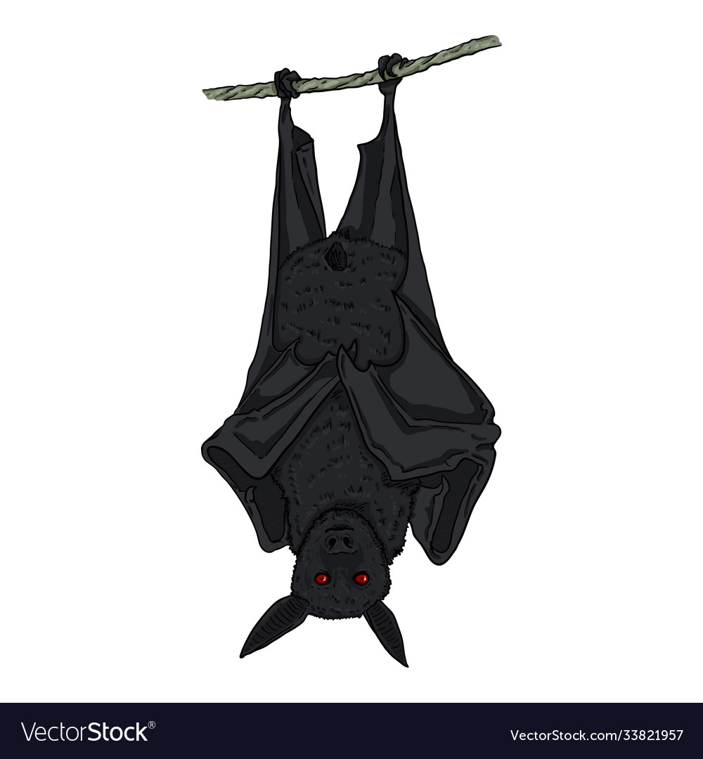 pics Cartoon Bat Hanging Upside Down vectorstock