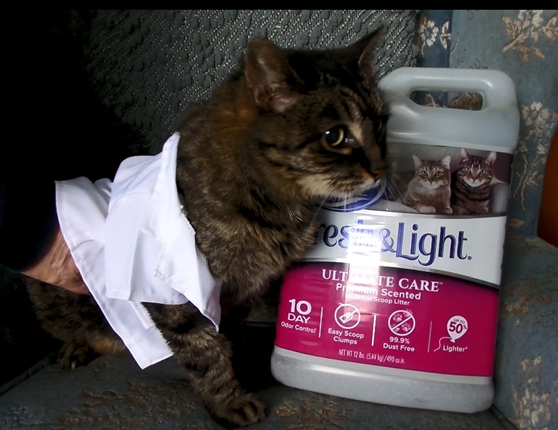 pic Cat In A Lab Coat tiny lab coat on our cat