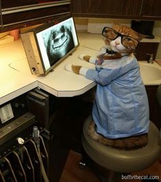 pics Cat In A Lab Coat doctor cat costume