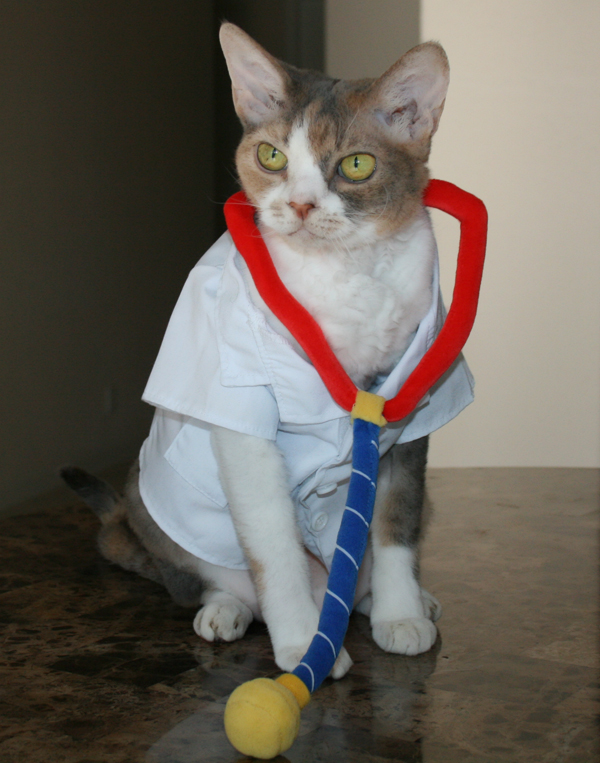 images Cat In A Lab Coat daisy the curly cat