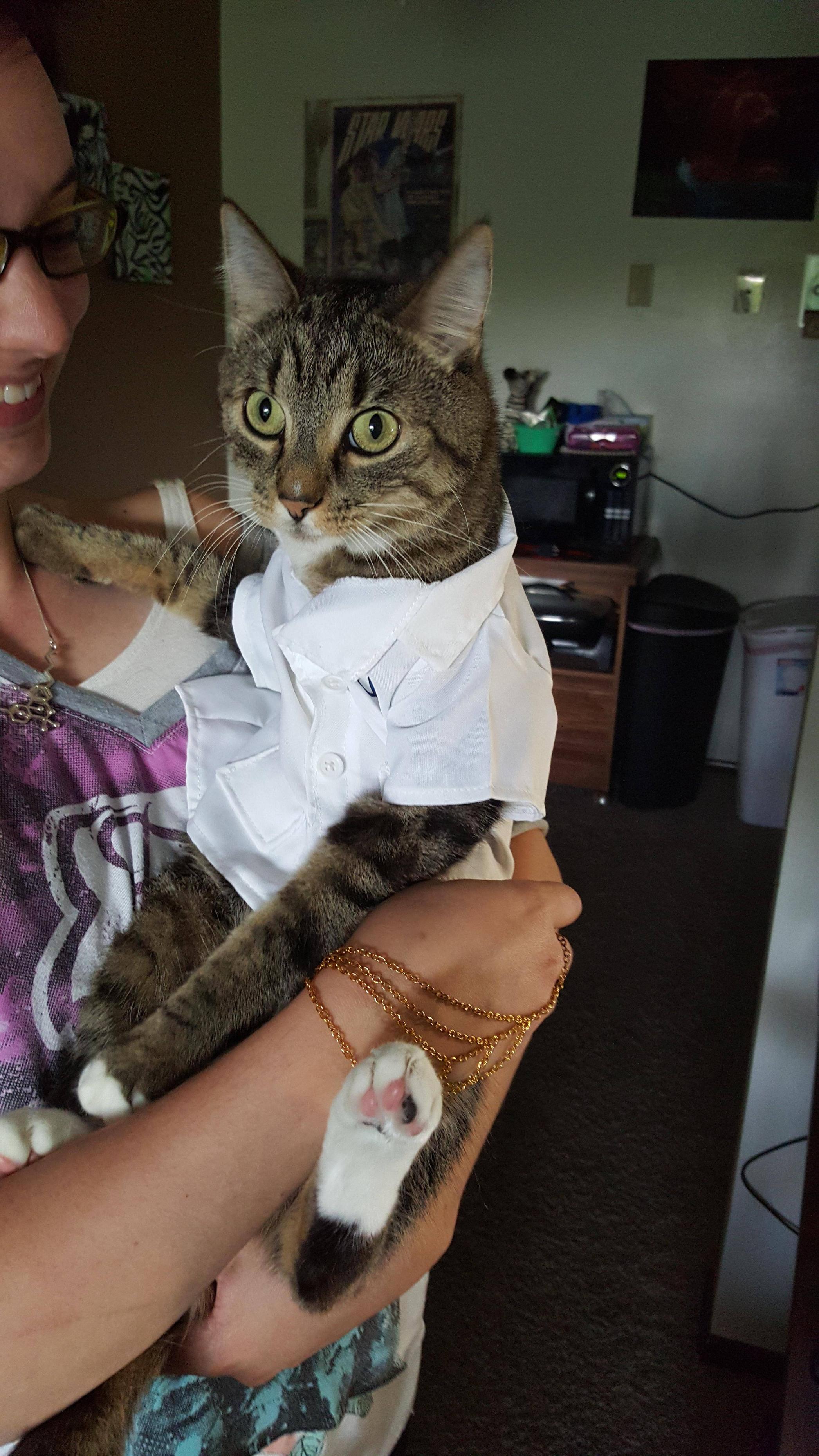 images Cat In A Lab Coat purchase cat in lab coat up to 74 off