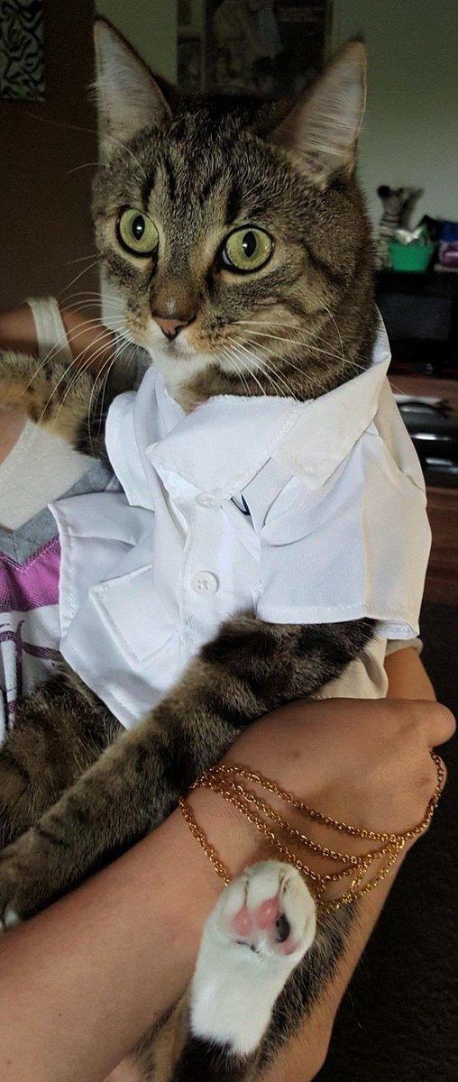 picture Cat In A Lab Coat what can science tell us about cats