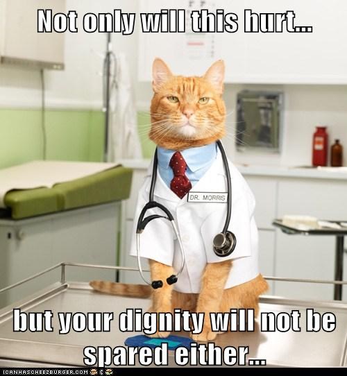 wallpapers Cat In A Lab Coat doctor daisy the curly cat models her