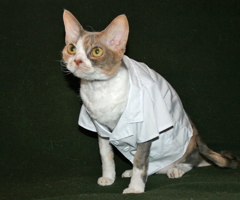 pics Cat In A Lab Coat tiny lab coat on our cat