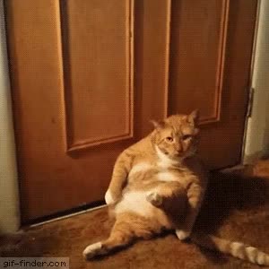 pic Cat Scratch Gif cat scratch scrunge album on imgur