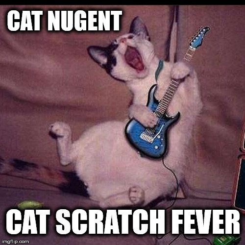 wallpapers Cat Scratch Gif best cat scratch gifs gfycat