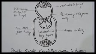 pix Circulatory System Drawing Pencil circulatory system diagram