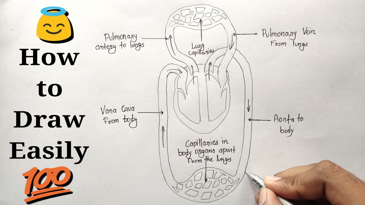 wallpapers Circulatory System Drawing Pencil how to draw double circulatory system in human