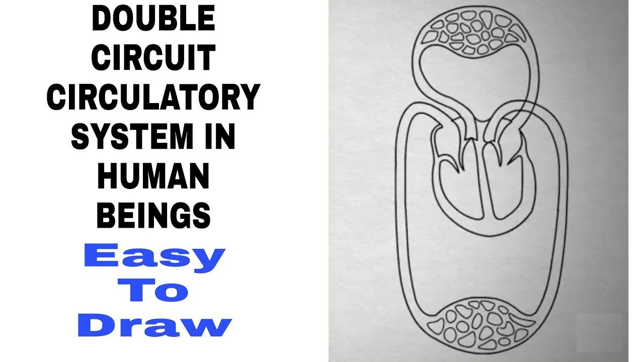 wallpapers Circulatory System Drawing Pencil vector circulatory images