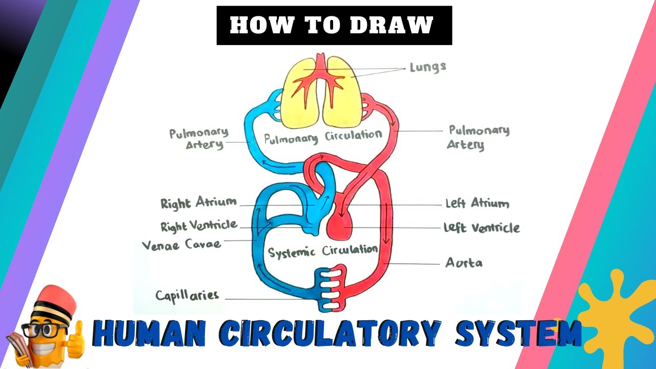 pic Circulatory System Drawing Pencil https www flickr com photos jbenglandarts 1918398987