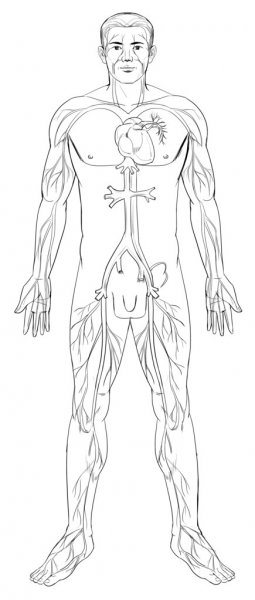 images Circulatory System Drawing Pencil double circuit circulation diagram how to draw double circuit circulation diagram system