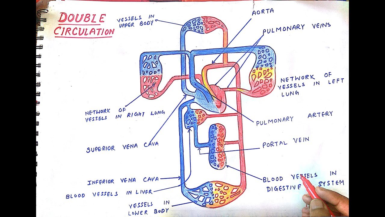 pic Circulatory System Drawing Pencil how to draw double circuit circulatory