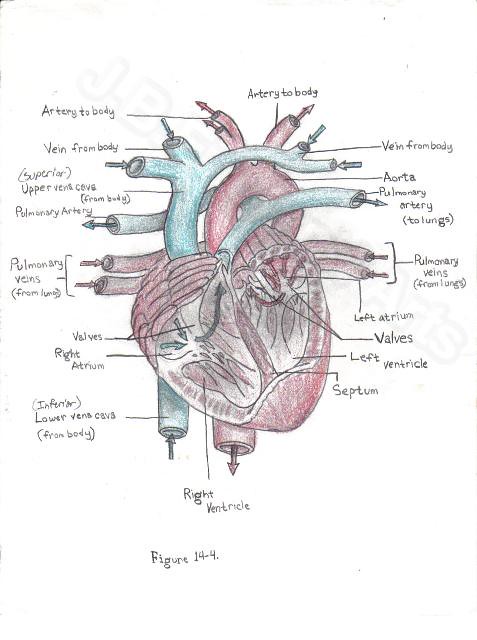 pics Circulatory System Drawing Pencil how to draw human circulatory system