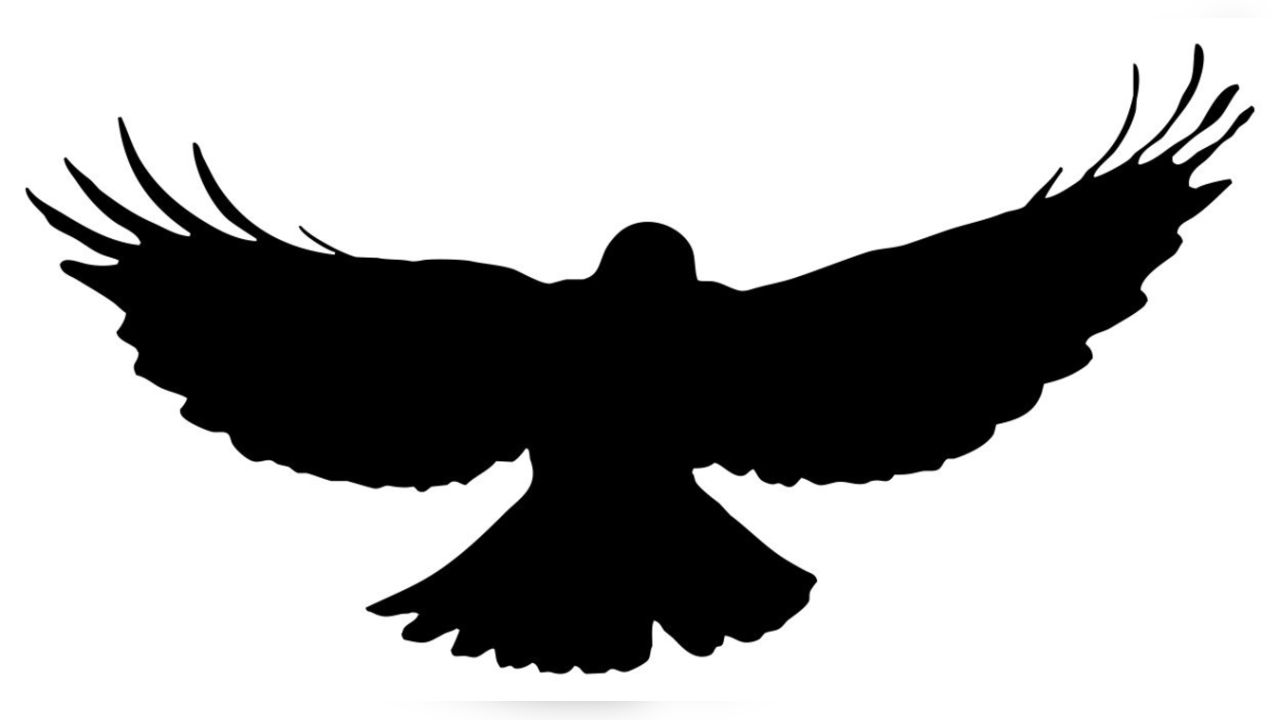 pix Crow Emoji Whatsapp cartoon crow flying isolated on white