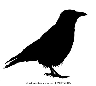 picture Crow Emoji Whatsapp bird emoji sticker emoticon smiley png