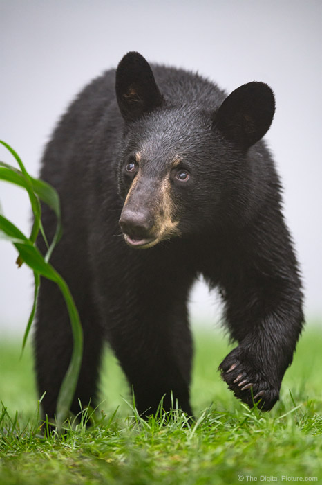 pix Cute Pictures Of Black Bears black bears cute loveable but also