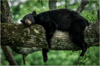 pics Cute Pictures Of Black Bears photos of baby bears being adorable