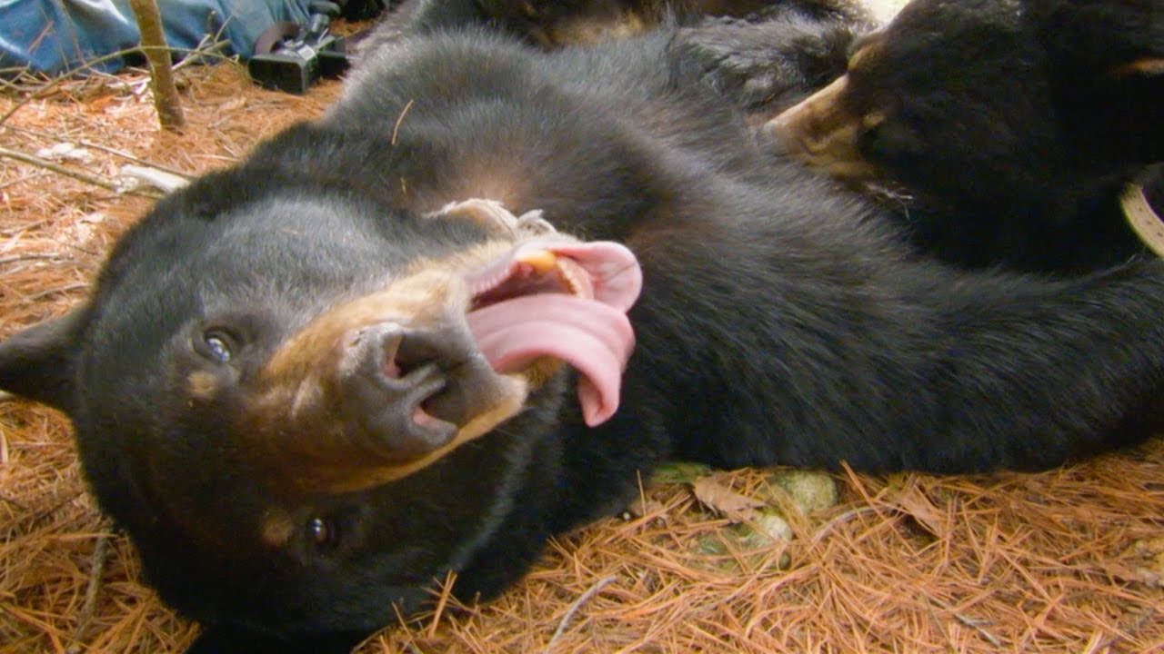 wallpapers Cute Pictures Of Black Bears cute black bear cubs purring while feeding bbc earth