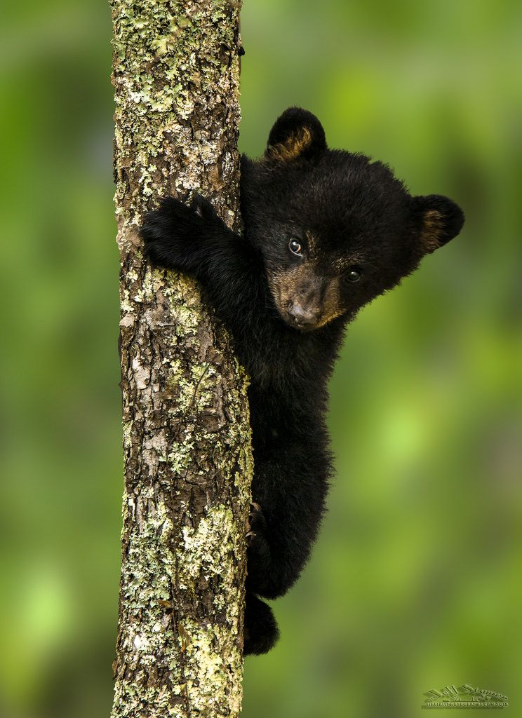 pix Cute Pictures Of Black Bears the digital picture