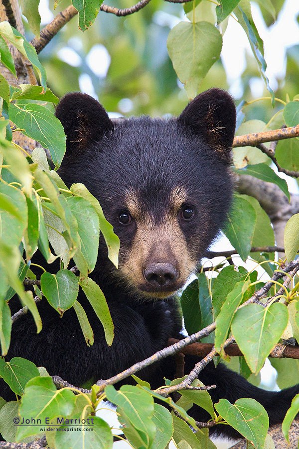 images Cute Pictures Of Black Bears pin on adorable creatures