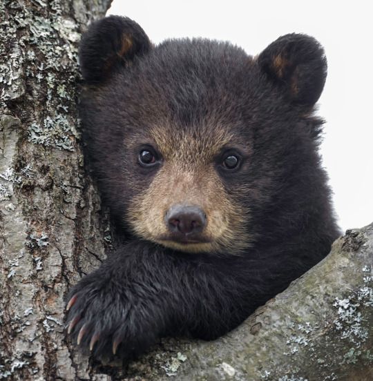 photo Cute Pictures Of Black Bears american black bear lincoln park zoo