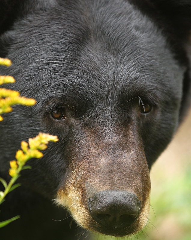 pics Cute Pictures Of Black Bears un bear ably cute black bear caught