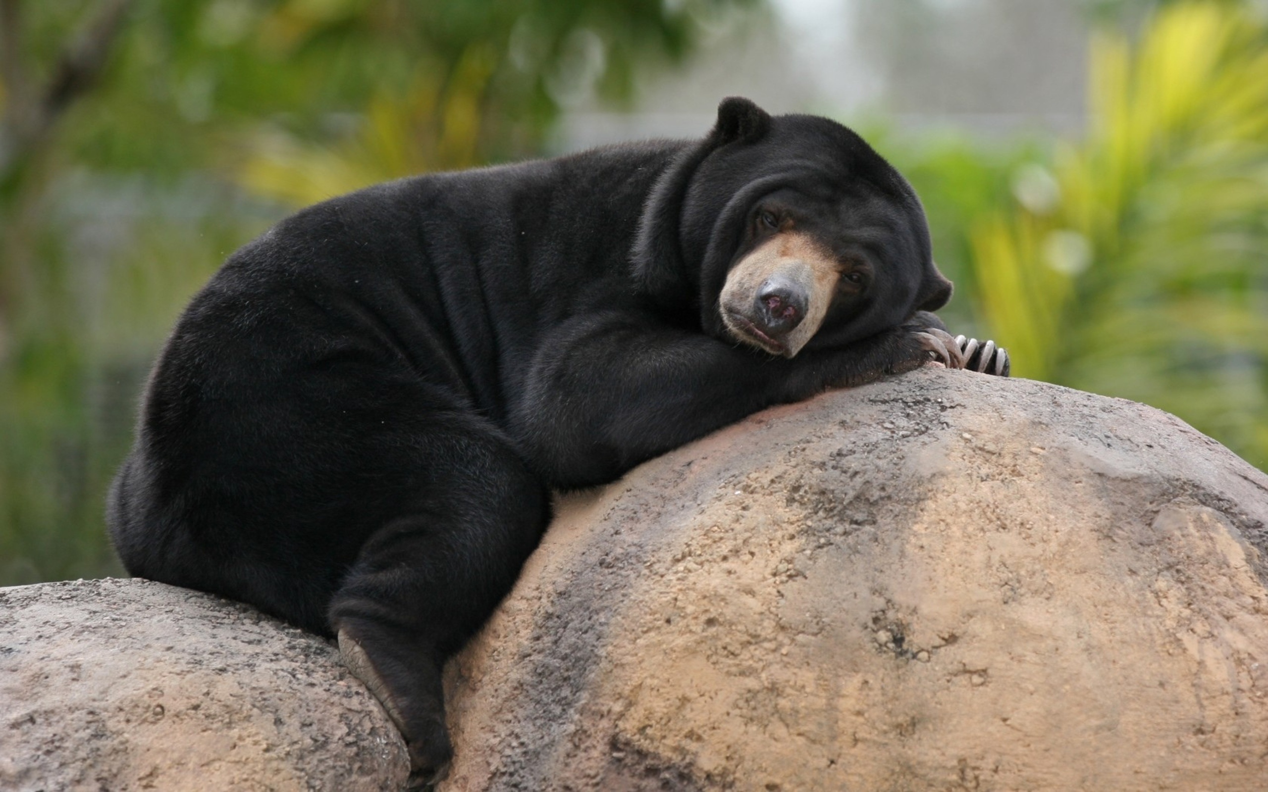 wallpapers Cute Pictures Of Black Bears pin on lagniappe