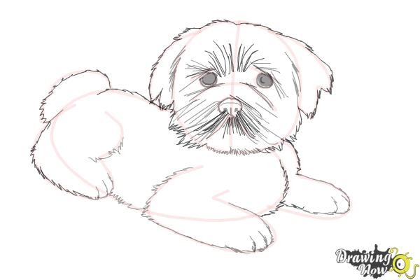 photo Furry Dog Drawing drawing fur with colored pencils