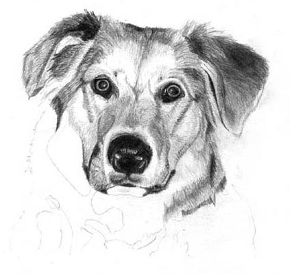 pix Furry Dog Drawing drawing my puppy as a furry procreate 彡