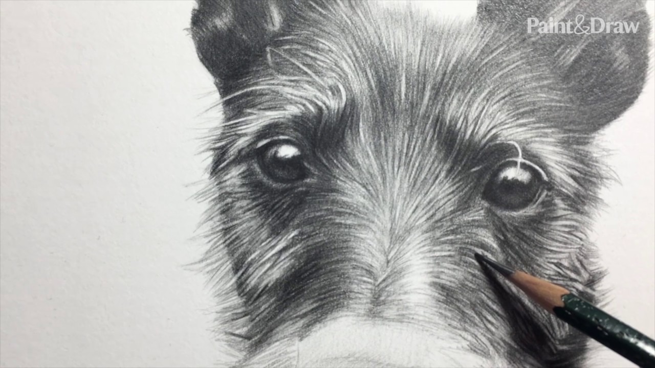 photo Furry Dog Drawing pin on brooklynn