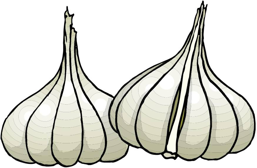 picture Garlic Clove Clip Art clipart library