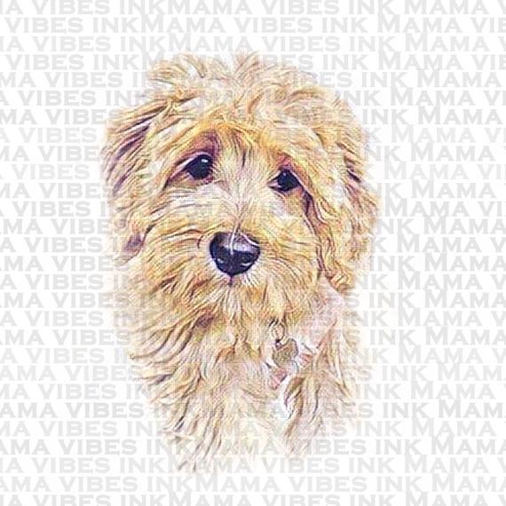pix Goldendoodle Clipart goldendoodle stock illustrations 71