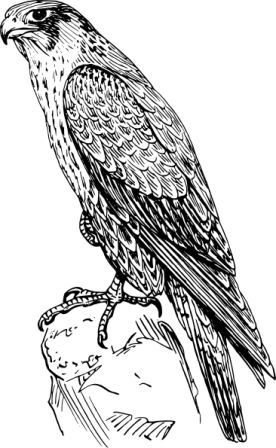 pix Halcon Dibujo halconpedia