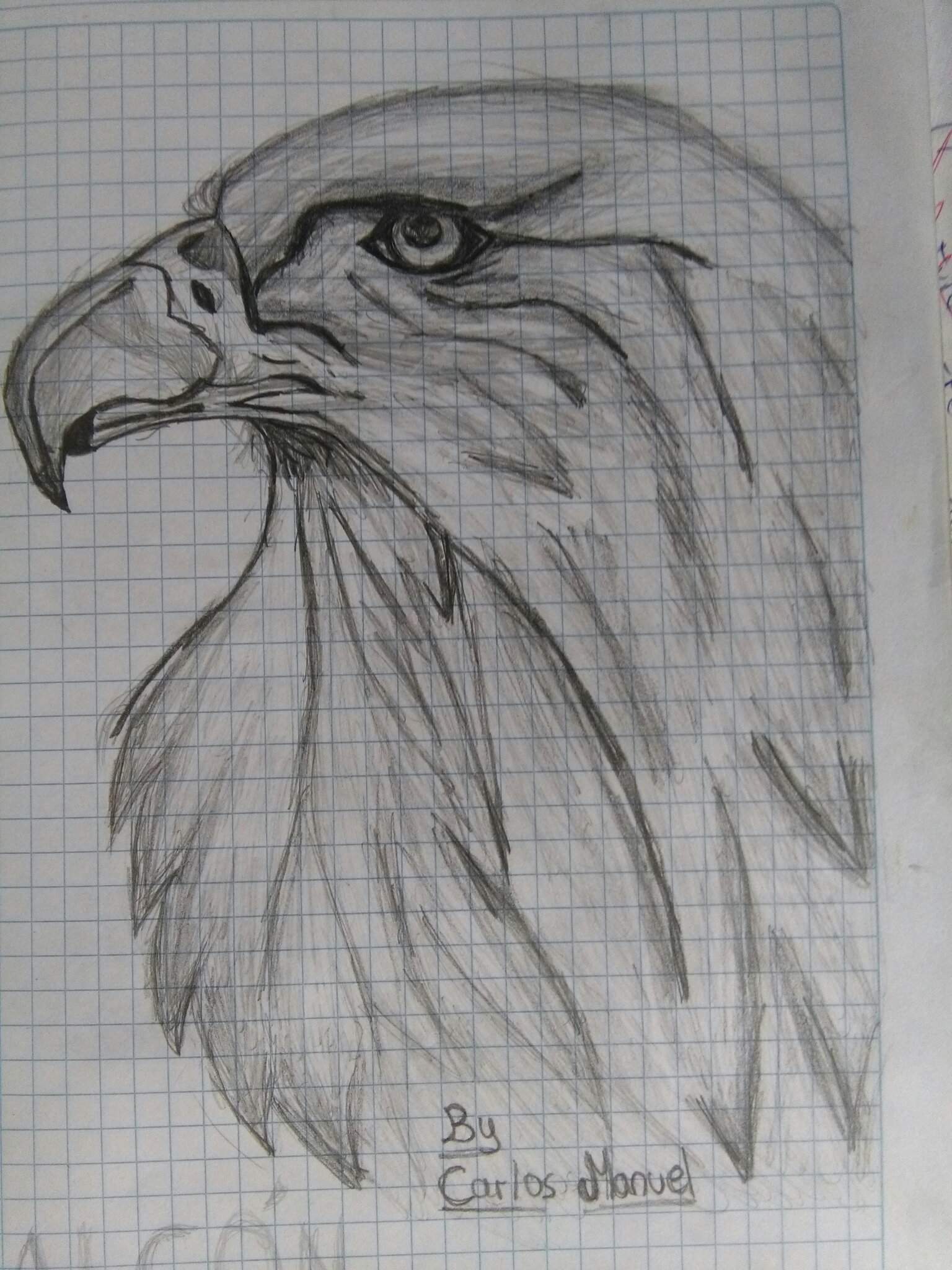 picture Halcon Dibujo como dibujar un halcon how to draw a falcon