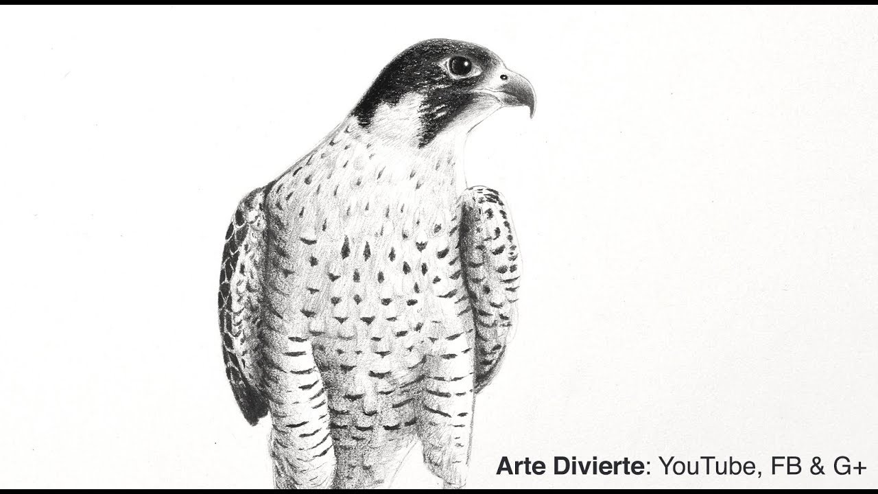 photo Halcon Dibujo como dibujar un halcon