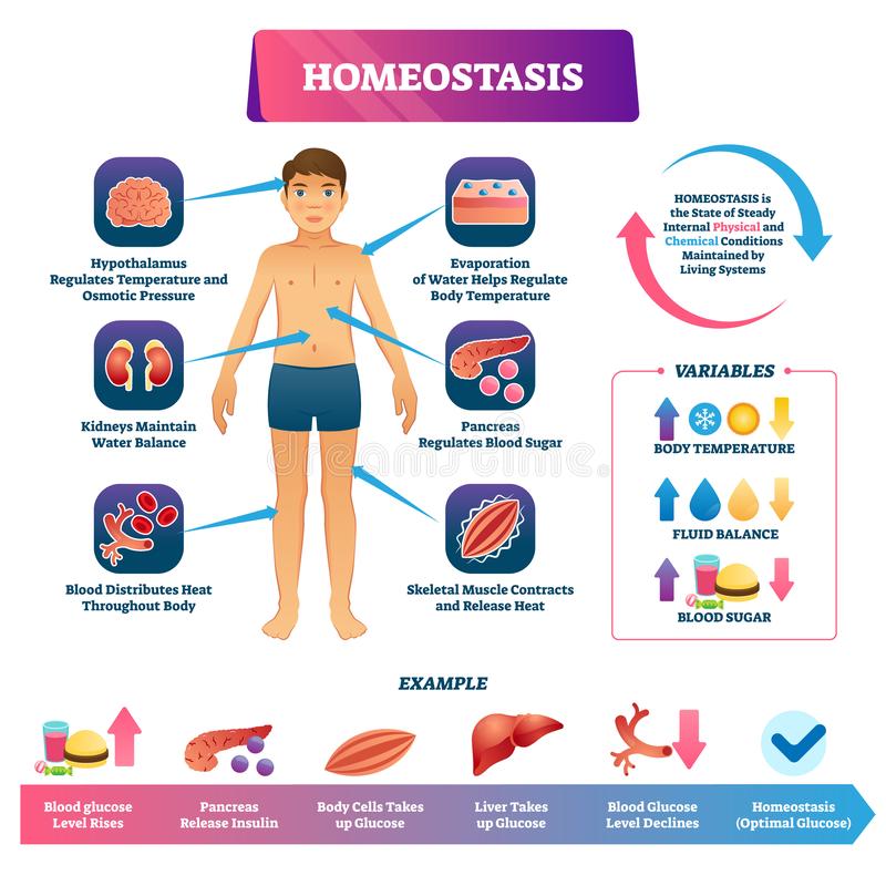 photo Homeostasis Clipart biology clip art homeostasis