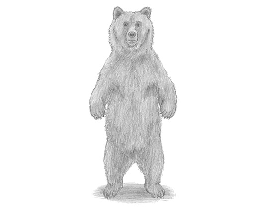 images How To Draw A Bear Standing Up grizzly bear standing up drawing